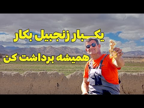 کاشتن زنجبیل در خانه | هم از زیباییش استفاده کن هم از خودش