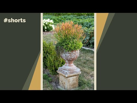 My recipe for a drought-tolerant planter #shorts