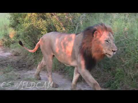 INTENSE Moments as The Vuyela LION Brothers Reunite after Sunrise