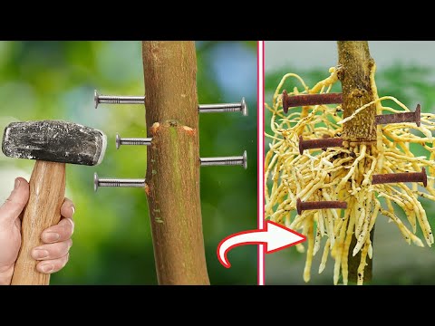 Clone any tree with amazing technology