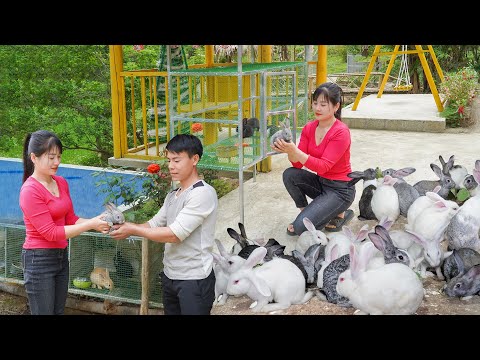 DIY Rabbit Cage Using Iron And Plastic Mesh - Buy Rabbits to Raise - My Bushcraft / Nhất