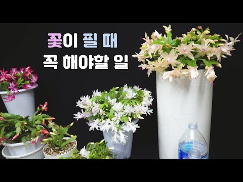 2 Things You Must Do When You Bloom, Veranda Flower Garden, Schlumbergera truncata, Christmas Actus