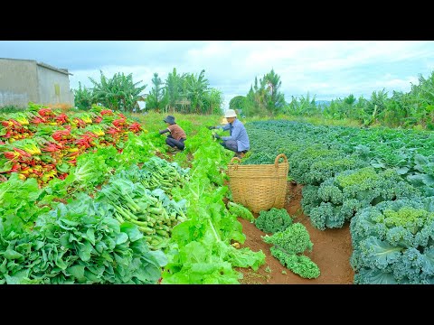 Relax With Harvest: Mustard Greens: Bok Choy, Rainbow Chard, Flowering Mustard Stems, Kale...