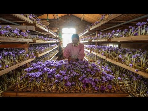 پرورش زعفران در اتاق خواب یا حتی کابینت آشپزخانه آنقدر سود دارد که باور کردنی نیست