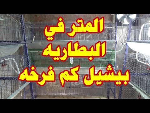 النصف متر و المتر في البطاريه بيشيل كم كتكوت و كم فرخه طول الدوره