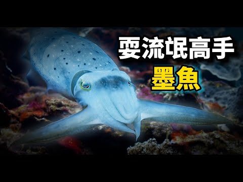 墨魚：它是變色狂魔，不僅戲耍其它動物，還給同類帶綠帽！墨汁拌麵是美味！