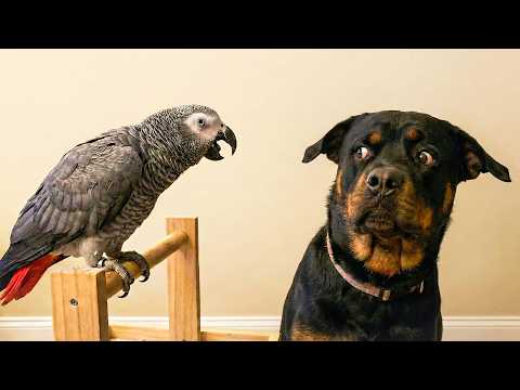 When Dogs Get Scared Of Talking 🐶🦜 The Funniest Parrots On The Internet 😂