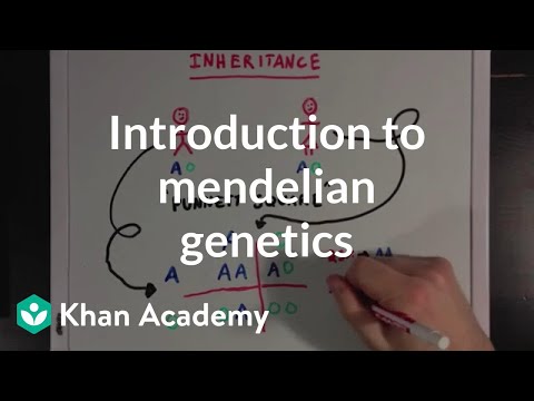 An Introduction to Mendelian Genetics | Biomolecules | MCAT | Khan Academy