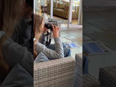 Penguins at Tintswalo Boulders