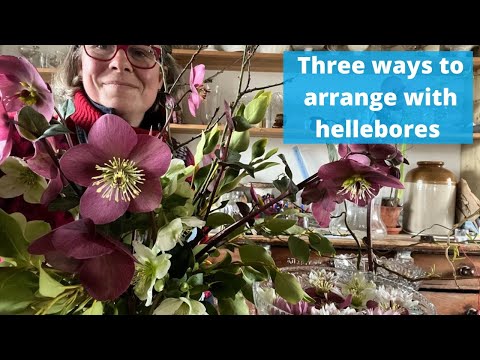 Three ways to make floristry with hellebores.