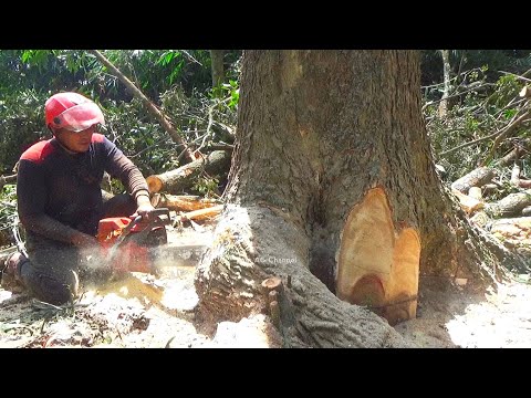 Rain Tree Felling among the bamboo groves‼️