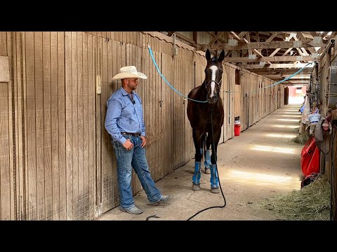 Anxious Horse needs help Calming down