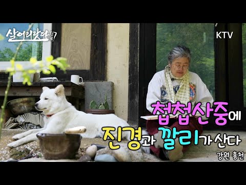 (강원 홍천) 첩첩산중에 진경과 깔리(유기견, 반려견)가 산다 ktv, koreatv, artist, forest, painting, countryside, pet (시즌4)