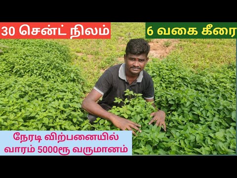 30 cents land 6 types of spinach weekly income 5000 rupees direct sale | Vivasaya Ulagam Iniyan farm