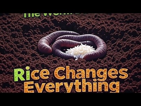 Bigger Worms, Richer Soil: The Rice Secret Gardeners Can’t Ignore!