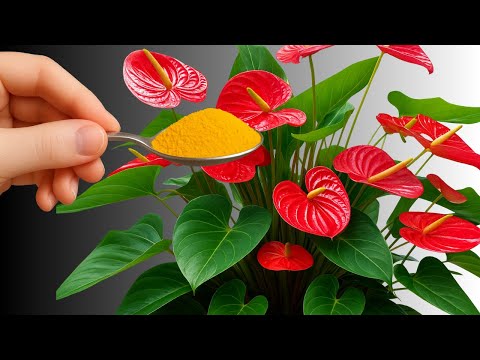 Just 1 Spoon! Make Your Anthurium Bloom Nonstop and Shine All Year Round.