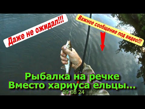 Рыбалка на речке Вместо хариуса ельцы 09 08 24