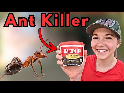 ANTS EVERYWHERE-Simple Hack Kills Them All!