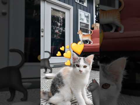 Kylee Has Cats! 🐈🐈‍⬛ #shorts