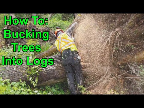 Bucking A Tree Into Logs Safely