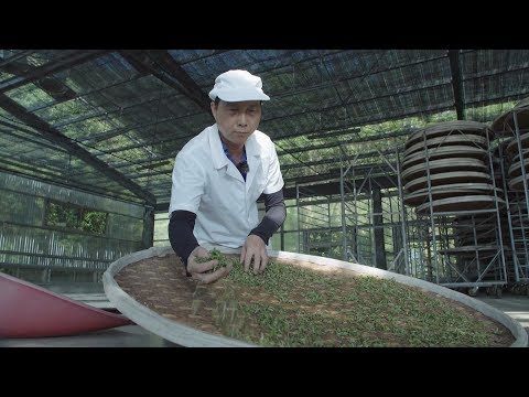 《行轉我庄》EP18─ 東方美人 耀升國際-徐耀良茶園