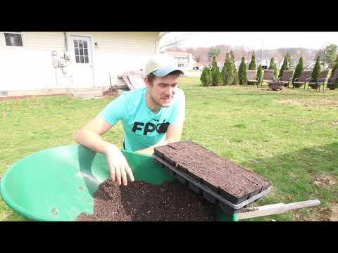 How to Start Onion Seeds by Bulk Sowing