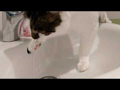 Watering the cat