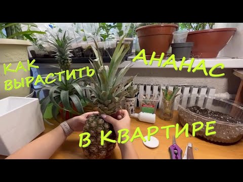 Укоренение Ананаса или Первые шаги к плантации Ананасов в квартире (часть 1)