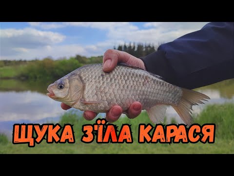 РИБОЛОВЛЯ В ПЕРЕОРКАХ БІЛЯ ВІННИЦІ / БАГАТО ВИДІВ РИБИ