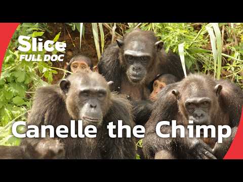 Canelle: An Orphaned Chimpanzee’s Return to the Wild | FULL DOCUMENTARY