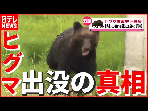 【ヒグマ】史上最多の被害…都市の“住宅街出没”の真相とは『every.特集』