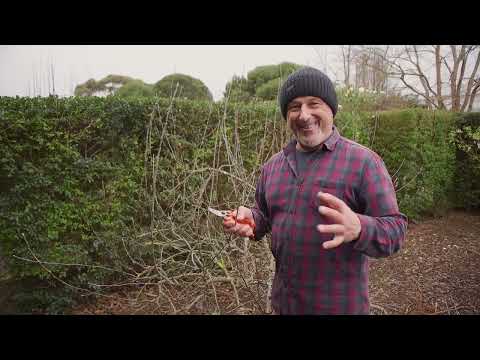 How To Prune A Dwarf Apple Tree