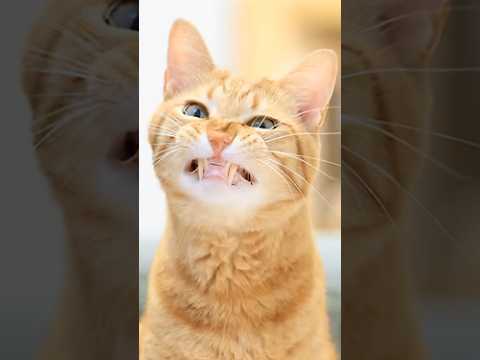 New Funniest Cats and Dogs Videos 2025 🐱🐶 Try Not To Laugh😜 #cat  #funnycats #funnydogs #dog