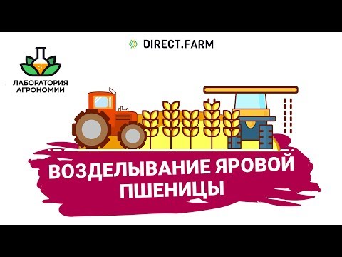 Яровая пшеница - технология возделывания