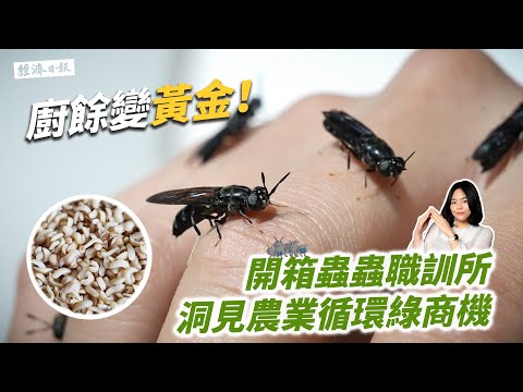非洲豬瘟疫情有解？再多廚餘它都能消化！看青年靠黑水虻創業翻轉農業經濟 feat.巨獸綠色科技 ｜編輯室On Air