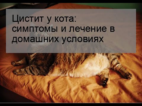 Цистит у кота: симптомы и лечение в домашних условиях