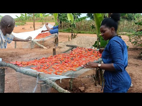 Drying out Tomatoes to make powdered tomatoes the local way. #happynewyear