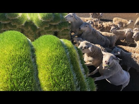 Awesome Hydroponic Fodder Farming - Modern Agriculture Technology - Green Fodder Harvesting