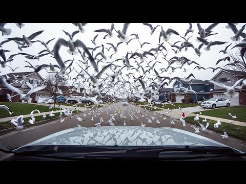 Die verstörendsten Dashcam-Videos