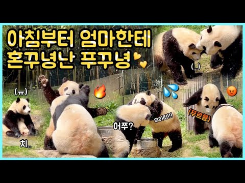 [ep.96] 아침부터 엄마한테 먼지나도록 혼꾸녕난 푸꾸녕 푸바오🌸✨/ 들썩들썩은 세상 잘함ㅋㅋㅋㅋ/ 그래도 물장구칠건 다 치고 들어간 귀요미😜/ 에버랜드 판다월드