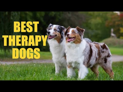 15 Best Therapy Dogs for Emotional Healing and Support