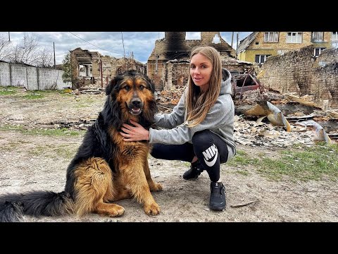 Watch What Happens when Betrayed German Shepherd Feels Love Again