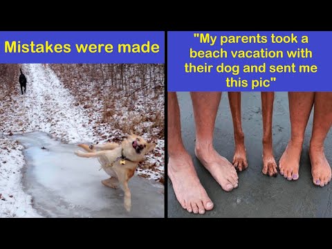 Hilariously Wholesome Dog Memes To Guide You To A Better Tomorrow | Happy And Fun