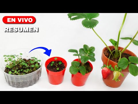 🍓How To Grow Strawberries From Seed | SEED TO HARVEST
