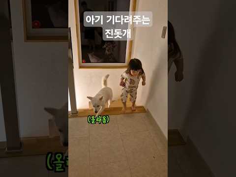 A puppy waiting for its baby #Jindo dog #shorts