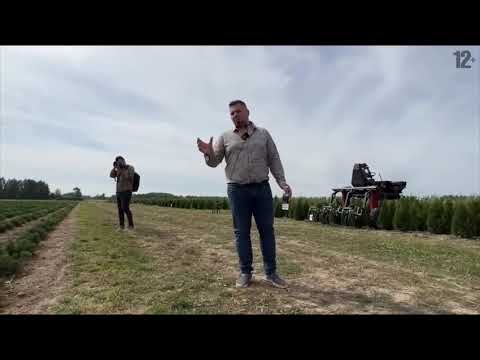 Питомник туй Ирины Любченко глазами ландшафтного архитектора Марии Кордубаевой.