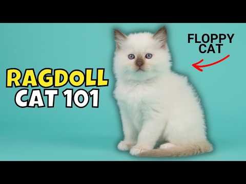 Ragdoll Cat 101: What to Know Before Adopting One