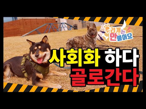 이렇게 잘해줬는데 아이들이 상처 받는다고? 애견카페 훈련사 애견운동장이 아이를 망치는 이유 #우리개연구소 #사회화 #우개연 #우리개는안물어요