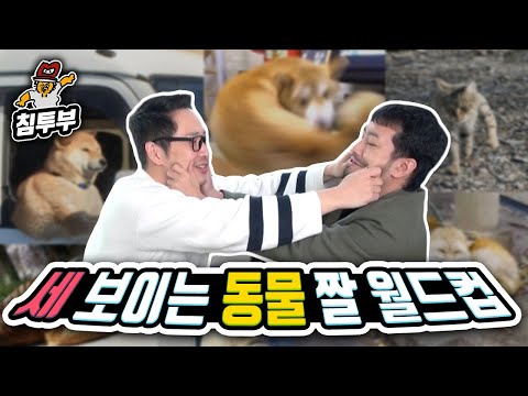 사실상 학창시절 빌런 찾기, 강해보이는 동물짤 월드컵