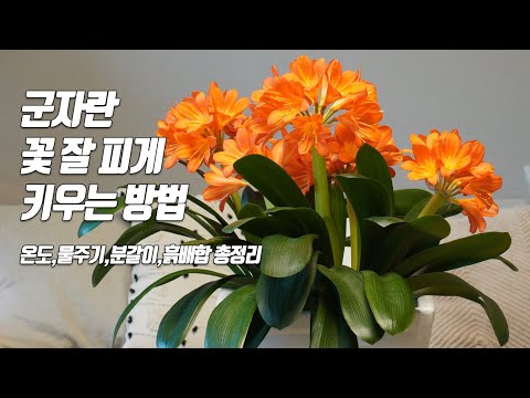 How to make Clivia bloom well.